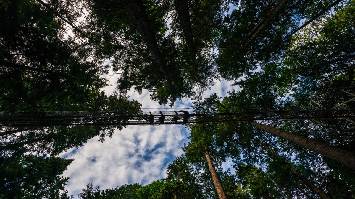 Company Greenheart Canopy Walkway Company