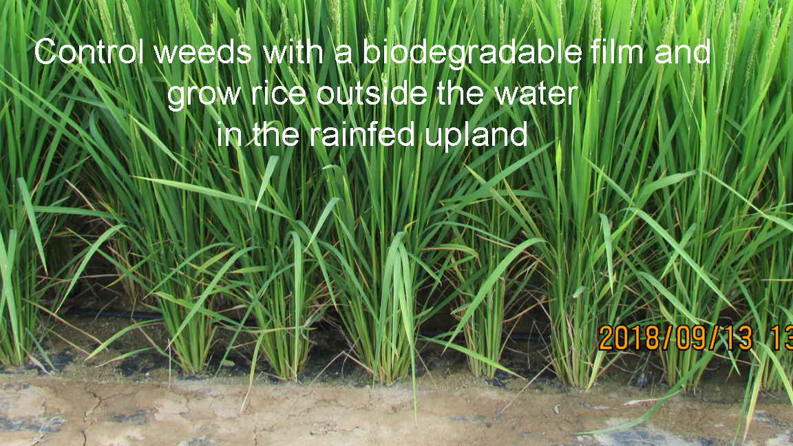 Company Green and Seed Corporation