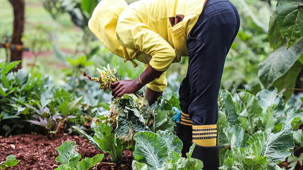 Company Farm to Feed
